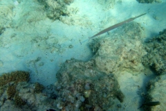 DSCF7944