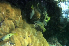 DSCF7947