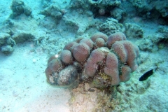 DSCF7959