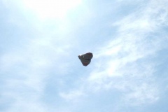 DSCF0527