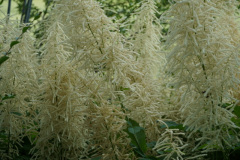 DSC04519