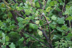 DSC04521