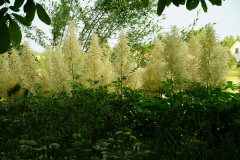 DSC04529