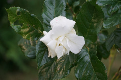 DSC04534