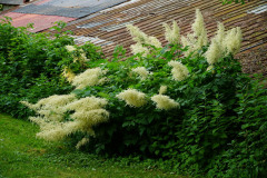 DSC04537