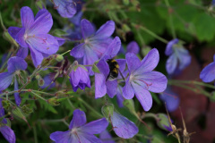 DSC04552