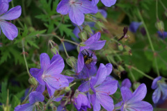 DSC04555