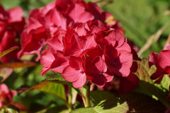 DSC04572