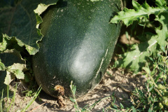 DSC05512