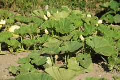 DSC05530