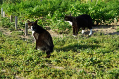 DSC05566