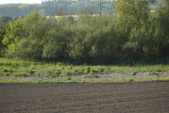 DSC06154