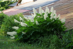 DSC06228