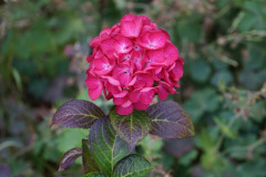 DSC06247