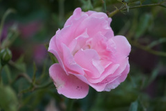 DSC06250