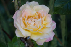DSC06270