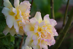 DSC06275