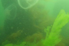 DSCF5294