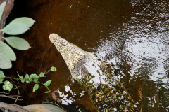 DSC04579