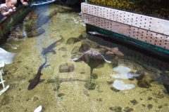 DSCF1145