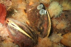 DSCF7278