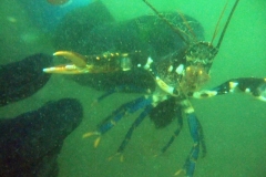 DSCF6055