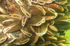 DSCF7736