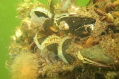DSCF7766