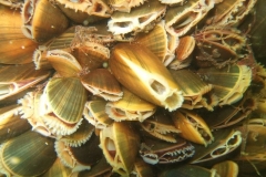 DSCF7769