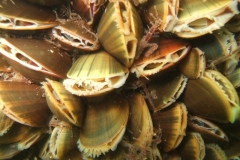 DSCF7778