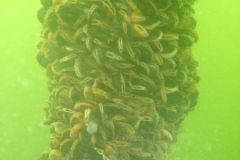 DSCF7806