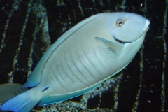 DSCF9606