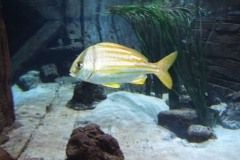 DSCF9617