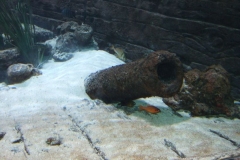 DSCF9618