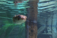 DSCF9630