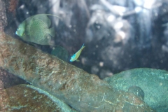 DSCF9637