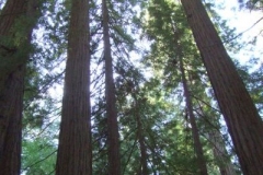 DSCF8970