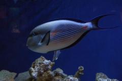 DSCF9288