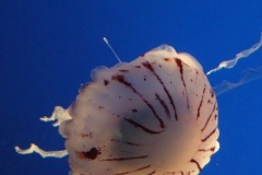 DSCF9367