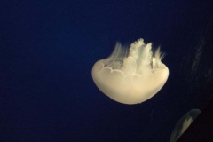 DSCF9368