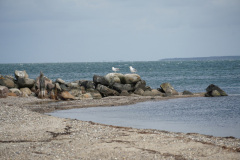 DSC03436