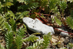 DSC04950