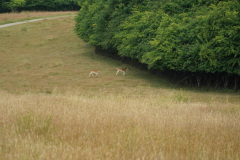 DSC05071