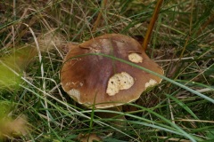 DSC01175
