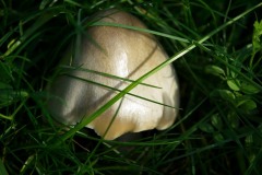DSC01229