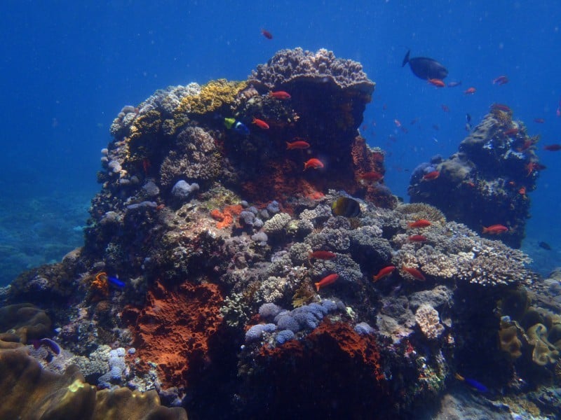 koraler