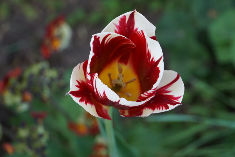Blomst der symboliserer det at være autentisk
